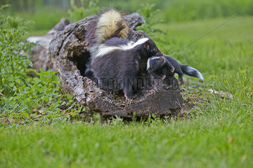Striped Skunk and young in a hollow trunk - Minnesota