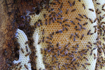 Honey bee (Apis mellifera) - The brood is the place where the queen lays the eggs and where the larvae are fed and kept warm. The temperature of the brood must remain at a constant temperature of 35Â°  maintained by fanning or by the activity of their wing muscles and through their metabolism.
