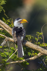 Southern yellow-billed hornbill (Tockus leucomelas) on a branch  Kruger National park  South