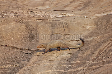 Ruddy mongoose on rock - Mountain Sanduru India
