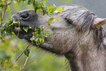 Icelandic pony eating leaves in the rain  Vosges  France