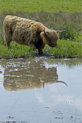 Scottish cow in a swamp seen from the road France