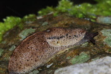 Tree Slug (Tandonia rustica)  France