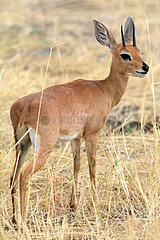 Steenbok in the savannah - Zimbabwe Hwange