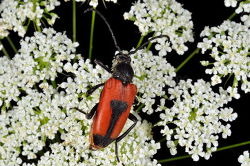 Longhorn Beetle (Brachyleptura cordigera). Habitat: plains and hillsides on umbelliferous. Pyrenees  France