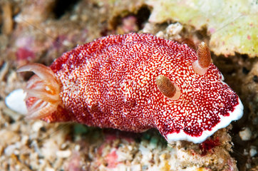 Red netted chromodoris (Goniobranchus tinctorius) on reef  Gangga island  North Sulawesi  Indonesia