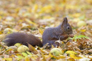 Red Squirrel (Sciurus vulgaris) in Autumn  Hesse  Germany  Europe