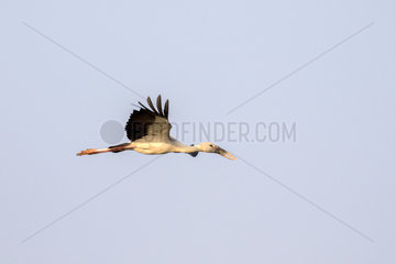 Asian Openbill or Asian Openbill Stork (Anastomus oscitans) in flight  Brahmapoutra  Assam state  India