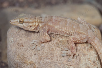 Boehme's gecko (Tarentola boehmei)  South West Morocco