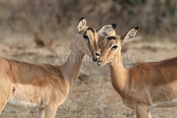 Cuddling Impalas in the savannah - South Africa