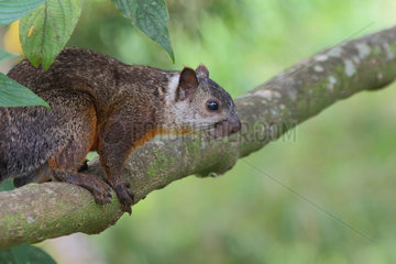 Squirrel varied on a branch - Costa Rica
