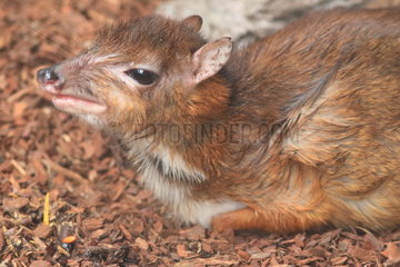 Lesser Mouse-deer (Tragulus javanicus) lying
