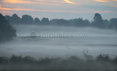 Stag Red Deer in the morning mist in autumn - GB