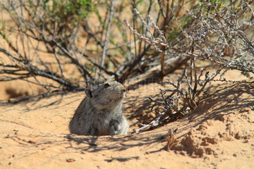 Brants's whistling rat (Parotomys brantsii) at the entrance to the burrow  Southern Africa