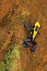 Dyeing Poison-arrow Frog - Tresor Reserve French Guyana