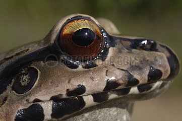 Portrait of Knudsen's Frog French Guiana