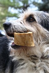 Bastard Hund Fünfjähriger Mann mit Knochen im Mund