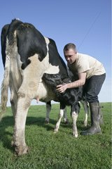 Landwirt mit einer Kuh und seinem neugeborenen Kalb in Field France