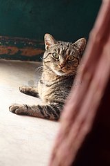 Male tabby cat lying between a door and a curtain in house