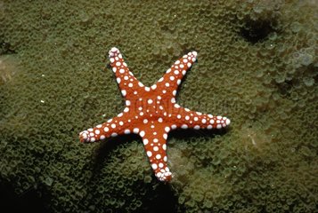 Hurghada Sea Star Red Sea