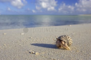 Einsiedlerkrabbe auf einem Sandstrand Glorieuses Islands
