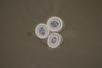 Eggs of Taenia Cysticercus pisiformis under microscopy