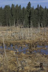 Old wood transformed into lake by beavers Manitoba