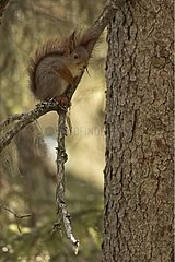 Red squirrel resting on a branch Hamra National Park Sweden