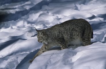 Vieux mâle de Lynx boréal marchant dans neige Allemagne