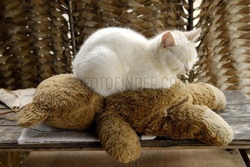 White cat sleeping on a teddy bear New Caledonia