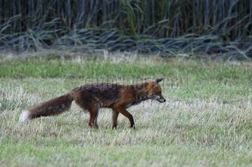 Red fox at steal in a meadow Vosges France