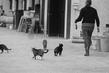 Cats following a woman in the street