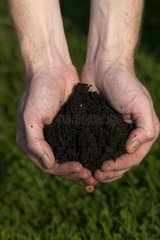 Boden oder Kompost in den Händen im September
