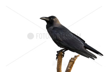 House crow on a branch - Batticaloa Sri Lanka