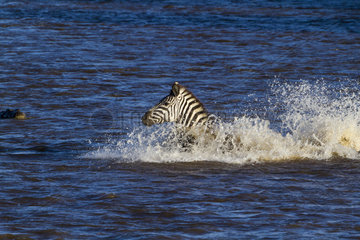 Grant's zebras crossing the Mara River - Maasai Mara