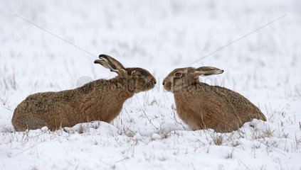 Male Brown Hare sniffing a female in a the snow - GB