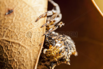 Thelacanta brevispina spider spinning its web - Indonesia
