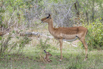 Impala (Aepyceros melampus) and young  Kruger national park  South Africa
