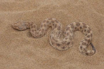 Vipere de l'Erg  Sand Viper (Cerastes vipera) on sand  North West Morocco