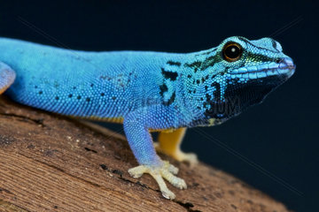 Electric blue day gecko (Lygodactylus williamsi)  Kimboza forest  Tanzania