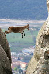 Spanish ibex (Capra pyrenaica)  jump between two cliffs  Guadarrama National Park  Spain
