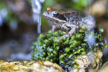 Iberian Frog (Rana iberica)  Guadarrama National Park  Spain