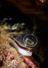 Striped blenny (Parablennius rouxi) in front of Sea Squirt on bottom  Agay  France  Mediterranean Sea