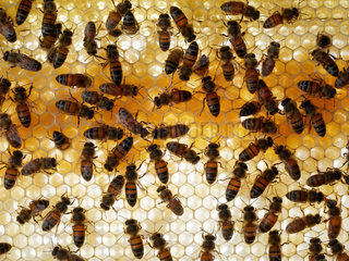 Honey bee (Apis mellifera) - On a recently built comb  nurse bees take care of the larvae  which are immersed in a mix of pollen and honey. The wax is a communication medium. The bees make it continuously vibrate and it is possible to predict the health and the future actions of the colony by analyzing these signals.