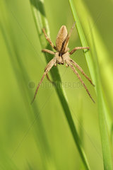 Nursery web Spider in grass - France