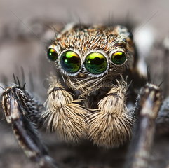 Portrait of male Jotus Jumping Spider - Australia