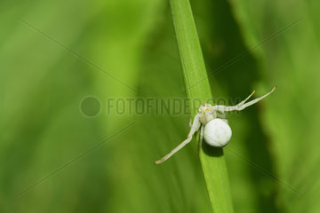 Goldenrod Spider (Misumena vatia) on a blade of grass  Prairies du Fouzon  Loir et Cher  France