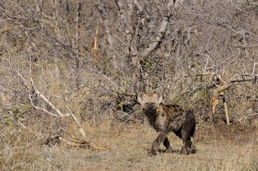 Young Spotted Hyena in the savannah - Kruger South Africa