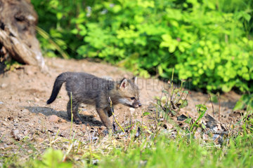 Young American Grey Fox in the spring - Minnesota USA