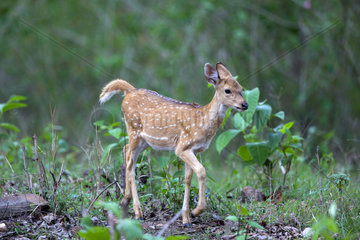 Young Deer Axis walking - Nagarhole India